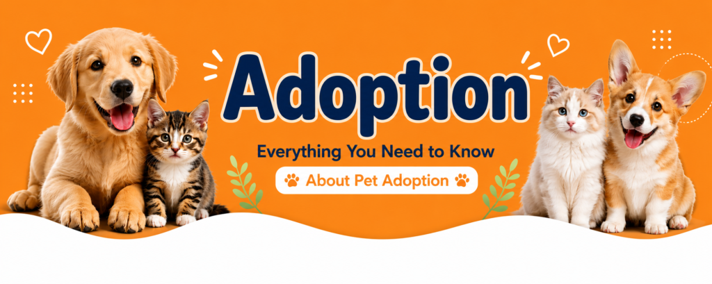 Family adopt a Bernese Mountain Dog into a loving home.