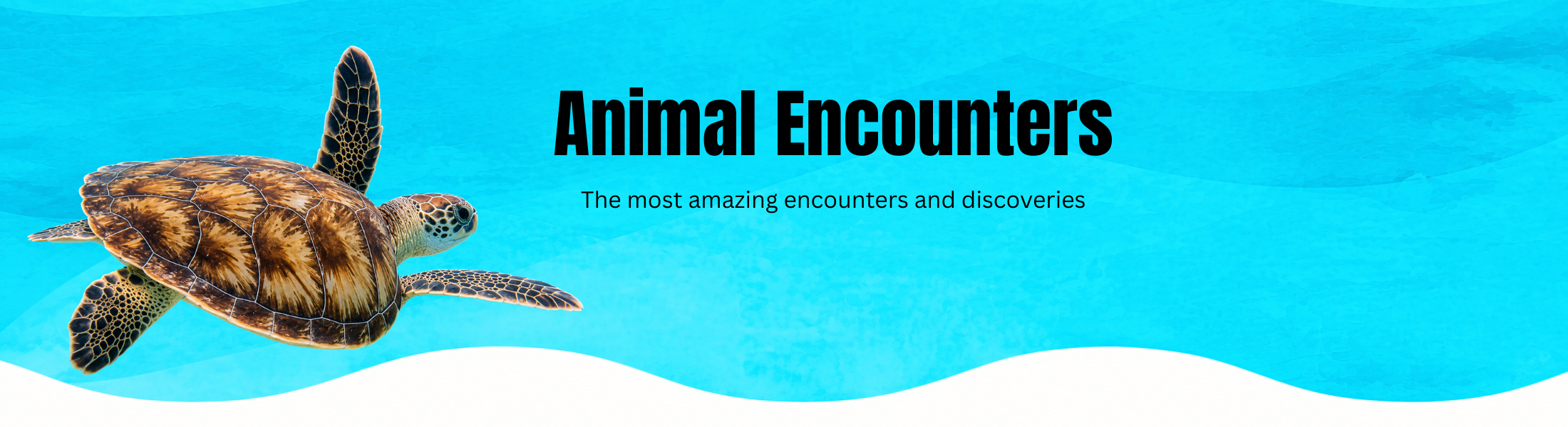 Sea turtle swimming in clear blue water promoting animal encounters and nature discoveries.