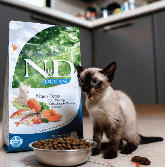 A Siamese kitten sitting beside a bowl of dry cat food and a premium kitten food bag, featuring a balanced recipe with cod, shrimp, cantaloupe, pumpkin, and orange for healthy kitten development.