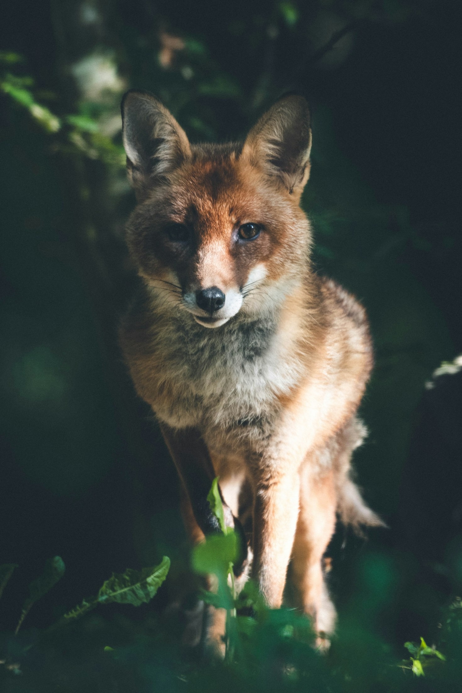 The Most Loyal Rescues You Will See