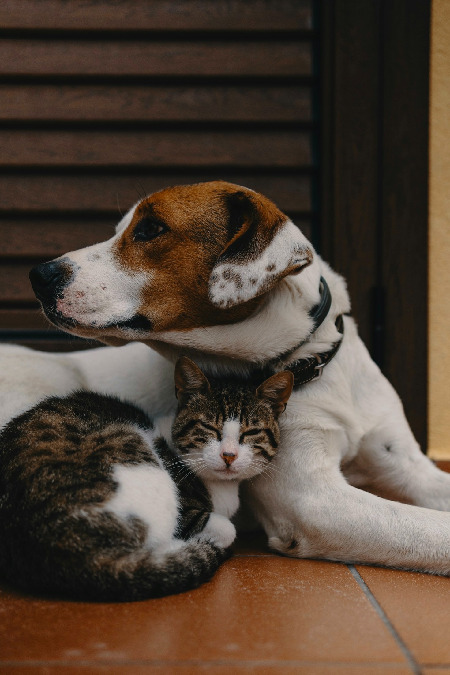 Why Every Animal Deserves a Second Chance