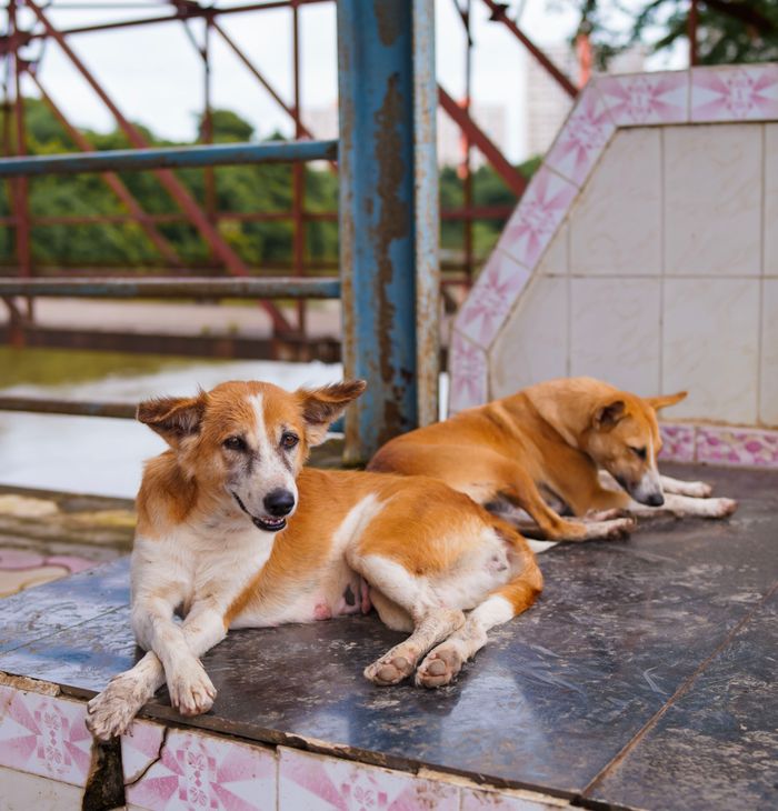 Two stray dogs relaxing on a stone surface in an urban environment.