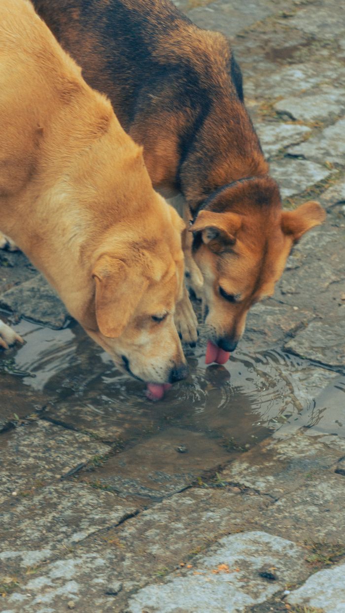 Two stray dogs quench their thirst in a street puddle, captured in a vertical shot.
