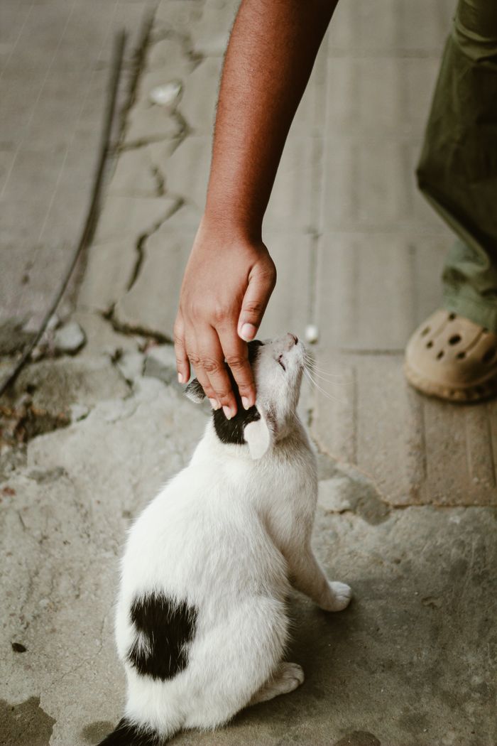 A person gently petting a stray black and white cat on a pavement in Dhaka, Bangladesh.