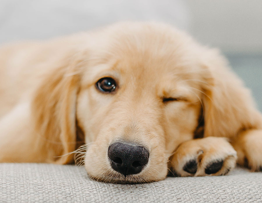 Adorable winking Golden Retriever puppy resting on a sofa featured on moatales