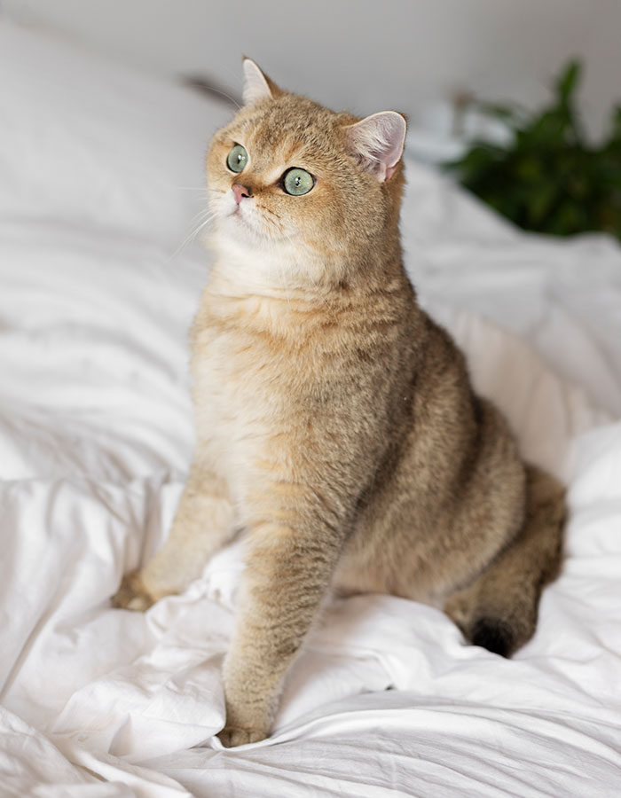 Golden cat sitting upright on a white bed