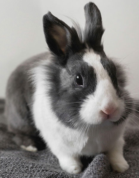 Black and white rabbit with long upright ears