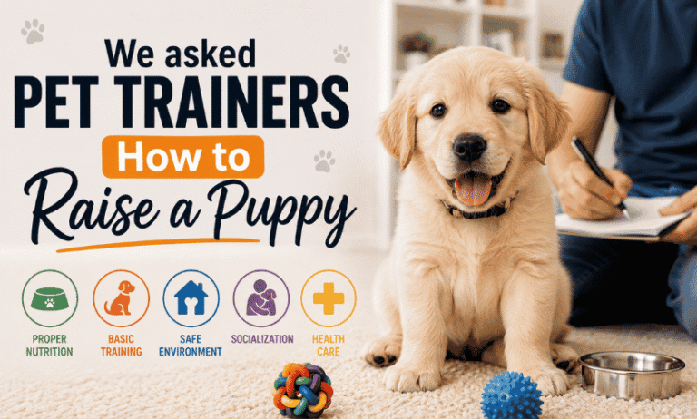 Pet trainer teaching a Golden Retriever puppy basic commands in a cozy home, demonstrating how to raise a puppy with positive reinforcement.