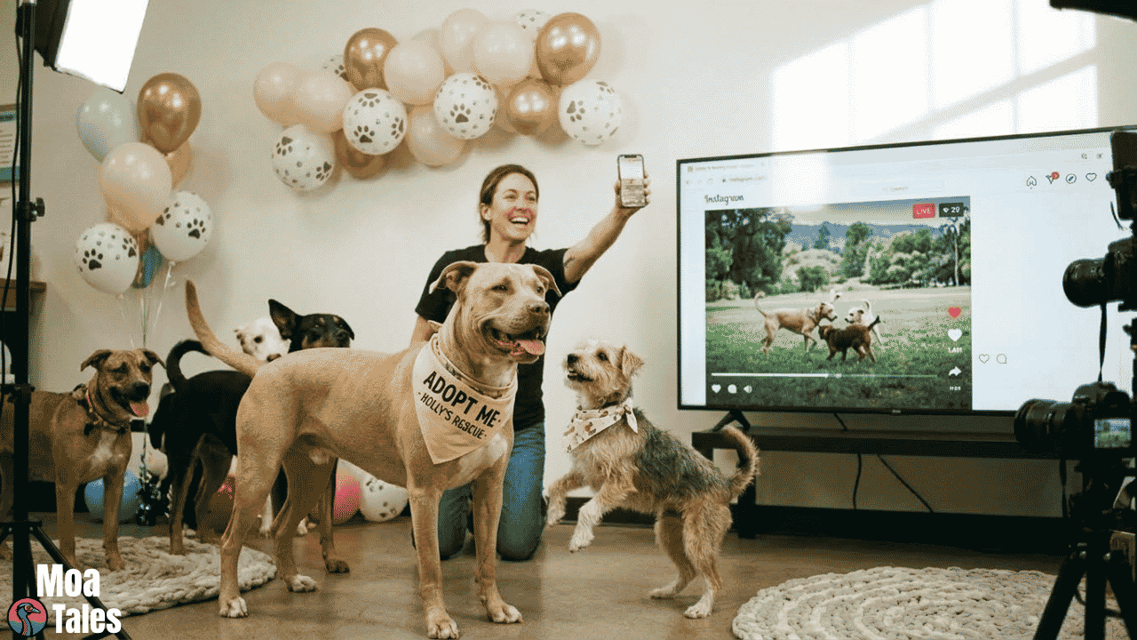 Rescue dogs on set for the Holly Rescue Dog Instagram Video live adoption.