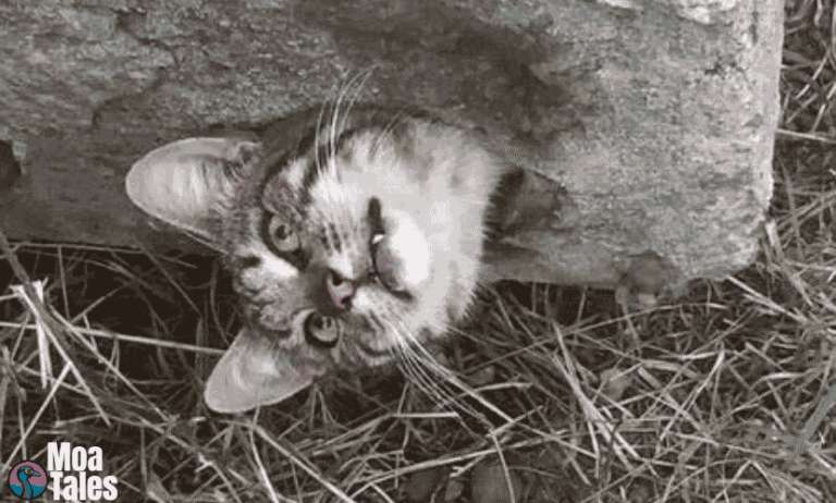 A cute tabby cat poking its head sideways through a tight concrete rock hole.