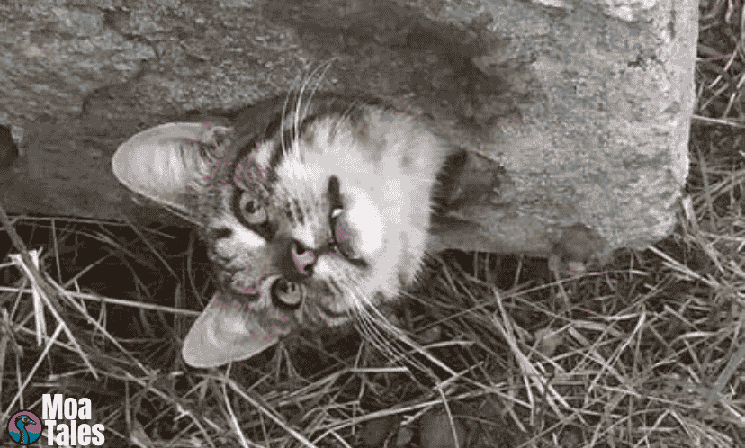 A cute tabby cat poking its head sideways through a tight concrete rock hole.